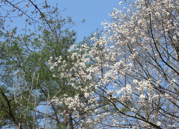 200511_kobusi1.jpg