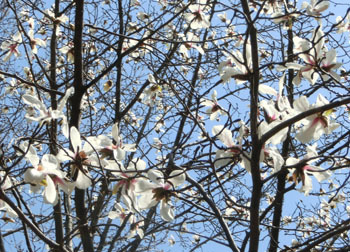 200511_kobusi3.jpg