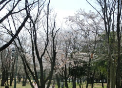 200511_park.jpg
