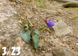 200512_himesumire1.jpg