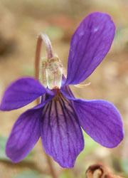 200512_himesumire4.jpg