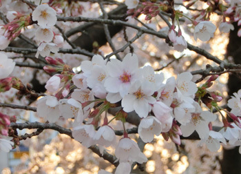 200512_sakura9.jpg