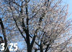 200514_sakura01.jpg