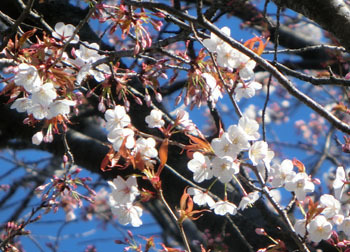 200514_sakura06.jpg