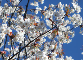 200514_sakura08.jpg