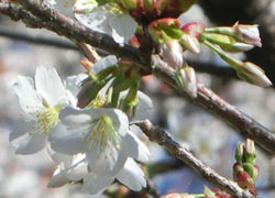 200514_sakura09.jpg