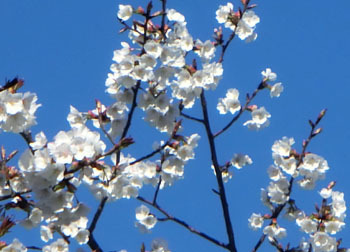 200514_sakura12.jpg