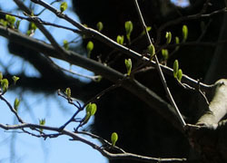 200520_egonoki.jpg