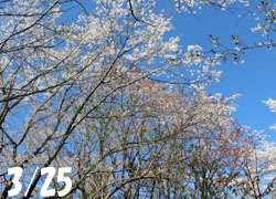 200520_sakura01.jpg