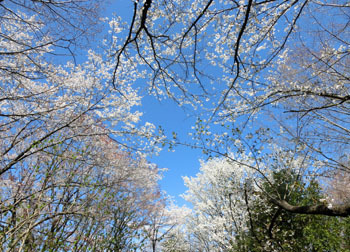 200520_sakura02.jpg