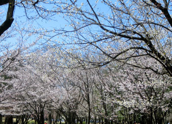 200520_sakura04.jpg