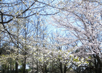 200520_sakura06.jpg