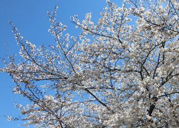 200520_sakura11.jpg