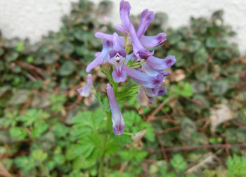 200521_murasaki_k2.jpg