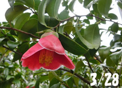 200521_tubaki1.jpg