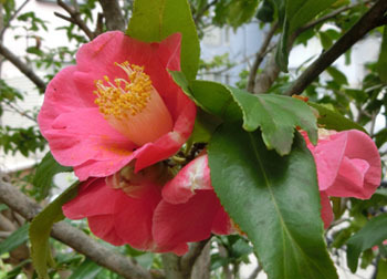 200521_tubaki2.jpg