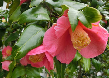 200521_tubaki3.jpg