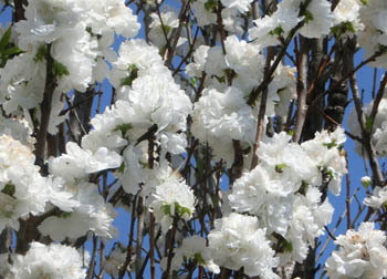 200525_hanamomo3.jpg