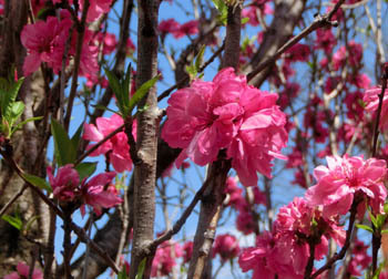 200525_hanamomo4.jpg
