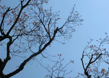 200525_iroha_k1.jpg