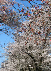 200525_sakura2.jpg