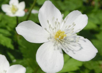 200526_nirin_s3.jpg