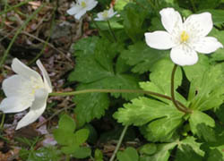 200526_nirin_s5.jpg