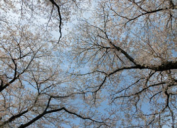 200526_sakura1.jpg