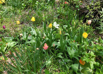 200526_tulip2.jpg