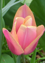 200526_tulip3.jpg