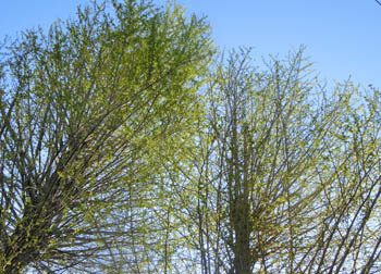 200527_ityo1.jpg