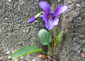 200527_sumire2.jpg