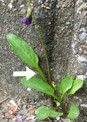 200527_sumire4.jpg