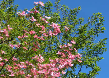 200528_h_mizuki2.jpg