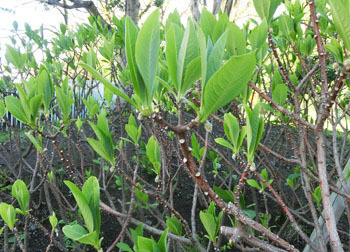 200528_mitumata.jpg
