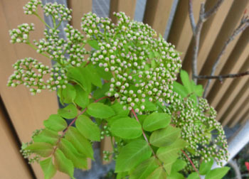 200528_nanakamado.jpg