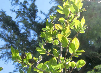 200528_natutubaki1.jpg