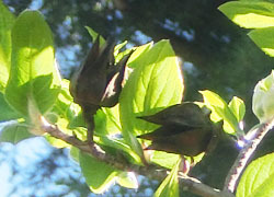 200528_natutubaki2.jpg