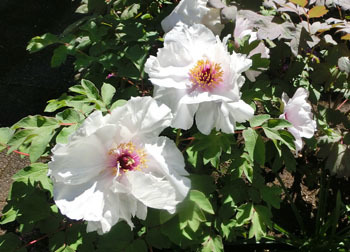 200529_botan1.jpg