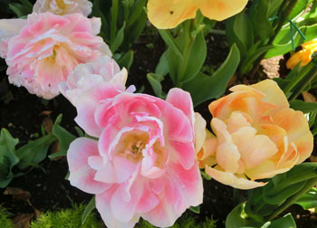 200529_tulip04.jpg