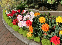 200529_tulip05.jpg