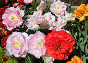 200529_tulip06.jpg