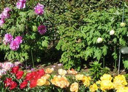 200529_tulip10.jpg
