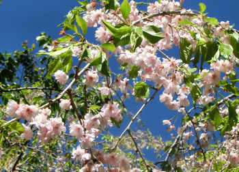 200531_sidare_z7.jpg
