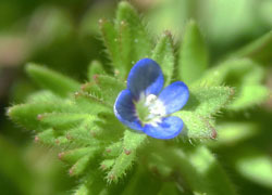 200531_t_rurikara_k.jpg