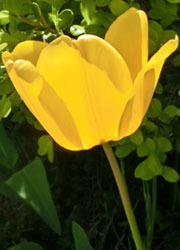 200531_tulip2.jpg