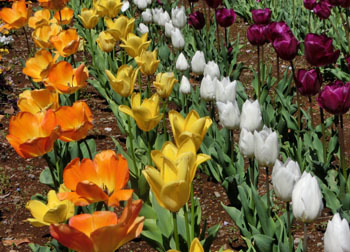 200531_tulip3.jpg
