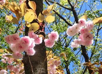 200531_yaezakura3.jpg