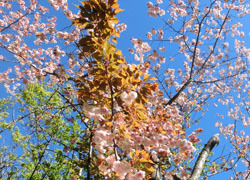 200531_yaezakura5.jpg
