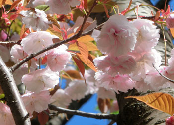 200531_yaezakura8.jpg